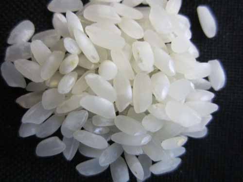rice-japonica-4.jpg